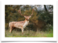 26_Majestic Fallow Buck print - Kevin Shade